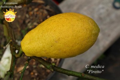 C. medica Piretto - 